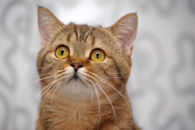 Close-up portrait of a cat