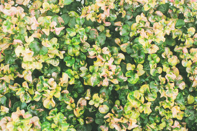 Full frame shot of flowering plants