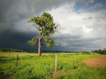 Tree on field against sky