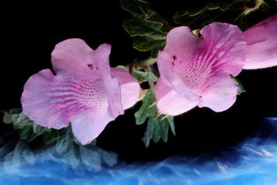 Close-up of pink rose leaves