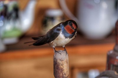 Close-up of bird perching on wood