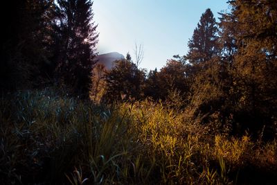 Trees and plants growing on field against sky