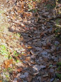 Full frame shot of autumn leaves