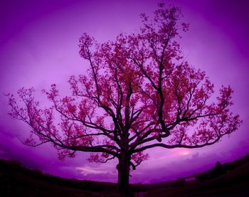 Silhouette of bare tree against sunset sky