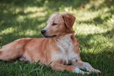 Dog sitting on grass