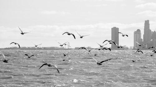 Seagulls flying in the sea