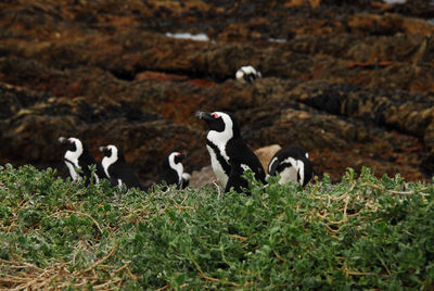 Flock of birds on grass