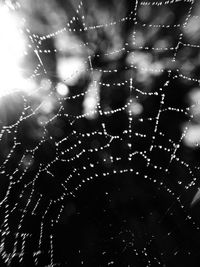 Close-up of dew drops on spider web