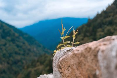 Close-up of lizard on rock against sky