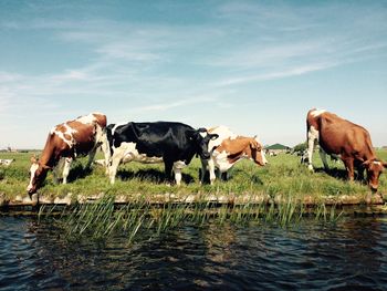 Cows standing on riverbank against sky