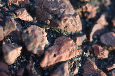 Close up of leaves