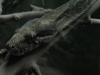 Close-up of snake