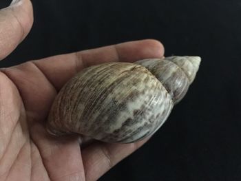 Close-up of snail on hand