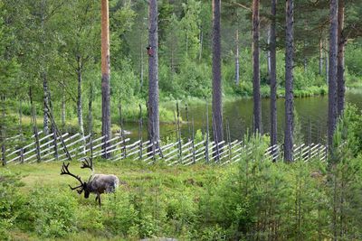 Deer in a forest