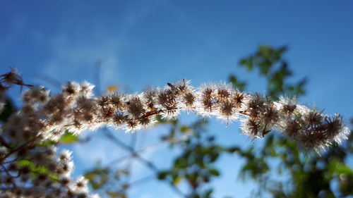 Low angle view of flowering plants against blue sky