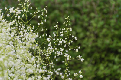 Close-up of white flowering plant