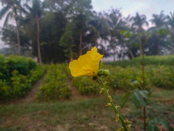 Close-up of yellow flowering plant on field