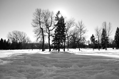 Trees on snow covered landscape