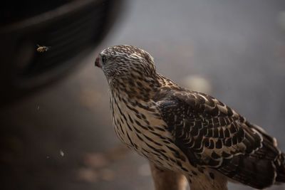 Close-up of owl perching outdoors