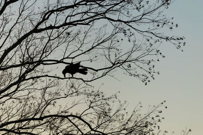 Low angle view of silhouette bird perching on branch against sky