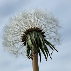 Close-up of dandelion plant against sky