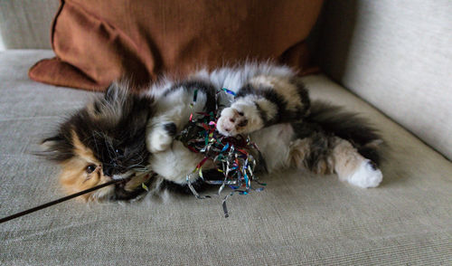 Close-up of cat relaxing at home