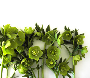 Close-up of plants against white background