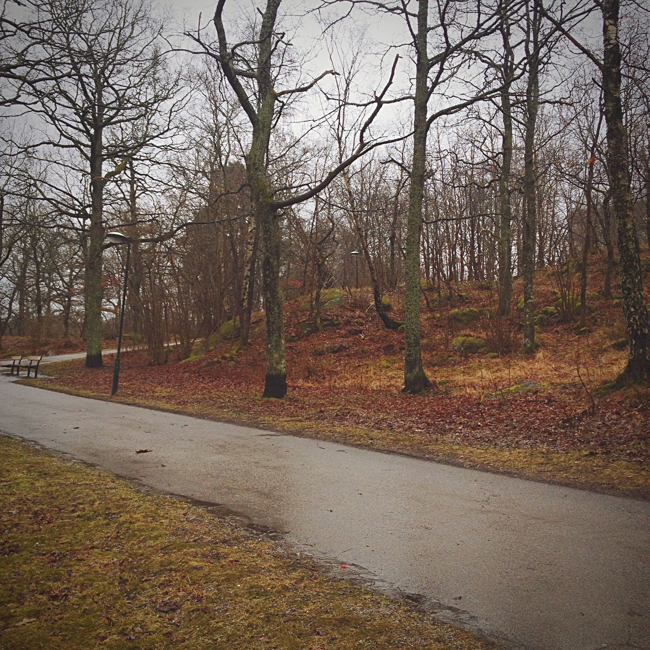 tree, tranquility, tranquil scene, autumn, nature, growth, beauty in nature, scenics, season, forest, change, branch, tree trunk, bare tree, landscape, road, day, outdoors, no people, non-urban scene