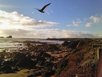 Seagull flying over sea