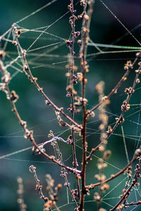 Close-up of spider web on plant