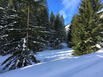 Pine trees on snowcapped mountains against sky