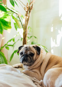 Pug breed dog resting on the sofa