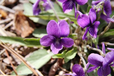 Close-up of purple flowering plants