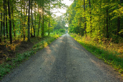 Gravel road through a green deciduous forest and the sun behind the trees