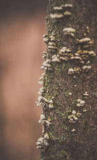 Close-up of moss on tree trunk