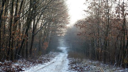 Trees in forest against sky during winter