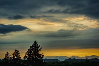 Silhouette plants against dramatic sky during sunset