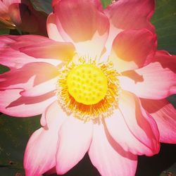 Close-up of pink flower