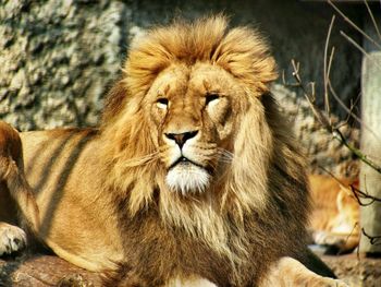 Lioness looking away