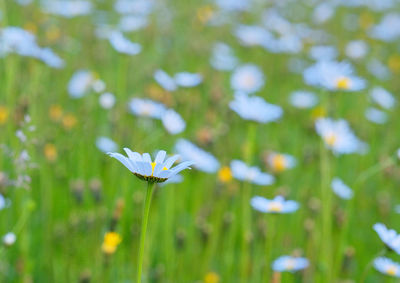 Close-up of white flowering plant on field