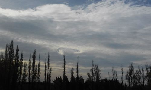 Low angle view of silhouette trees against sky