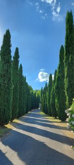 Empty road amidst trees against sky. viale di cipressi veduta. tipicità toscana