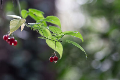 Close-up of red berries growing on plant