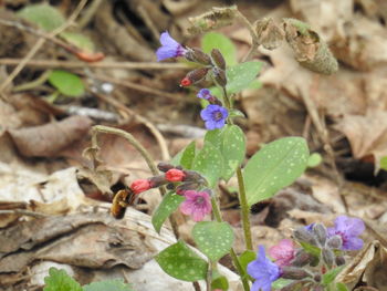 Close-up of insect on flowers