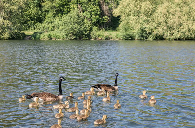 Ducks swimming in lake