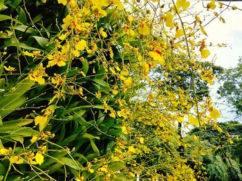 Low angle view of yellow tree