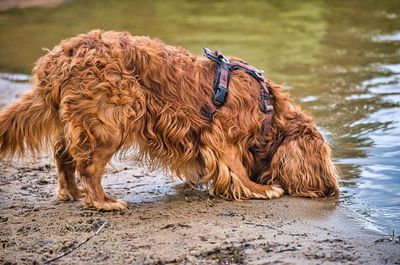 View of a dog in water