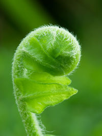 Close-up of plant