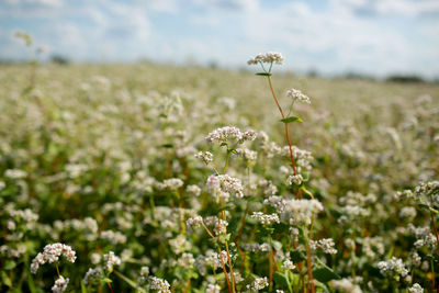 Close-up of white flowering plants on field