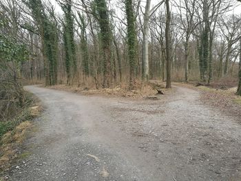 View of trees in forest